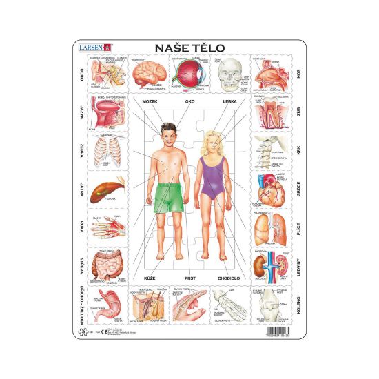 Obrázek NAŠE TĚLO 35 d. EDU Puzzle