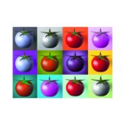 Obrázek Puzzle Pop Art Rajčata 1000 dílků
