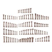 Obrázek Dekorace AK Interactive - Human Bones (120 ks)